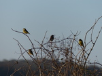 FZ012022 Greenfinches (Carduelis chloris) in bush.jpg